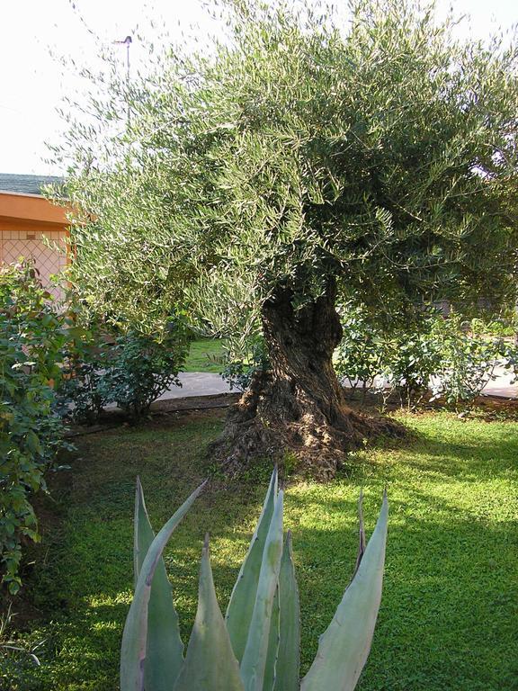 Bed and Breakfast Al Vecchio Olivo Frascati Exteriér fotografie
